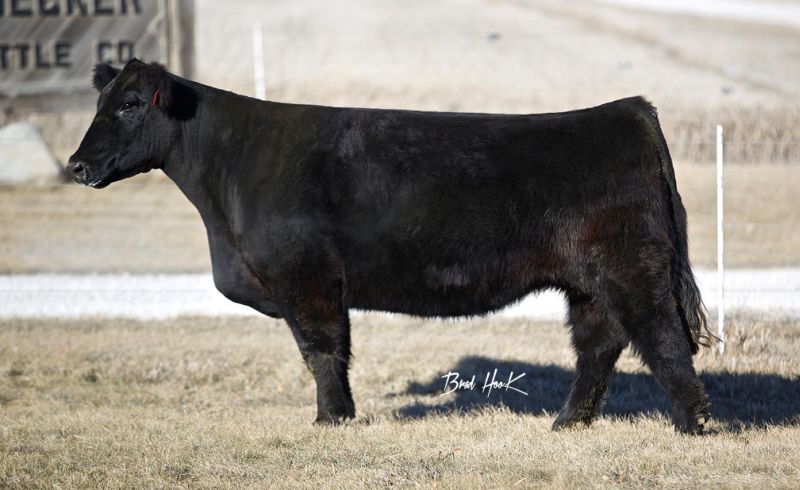 Don’t miss out on this Heat Seeker Cow. Bred to Dakota Gold. This will ...