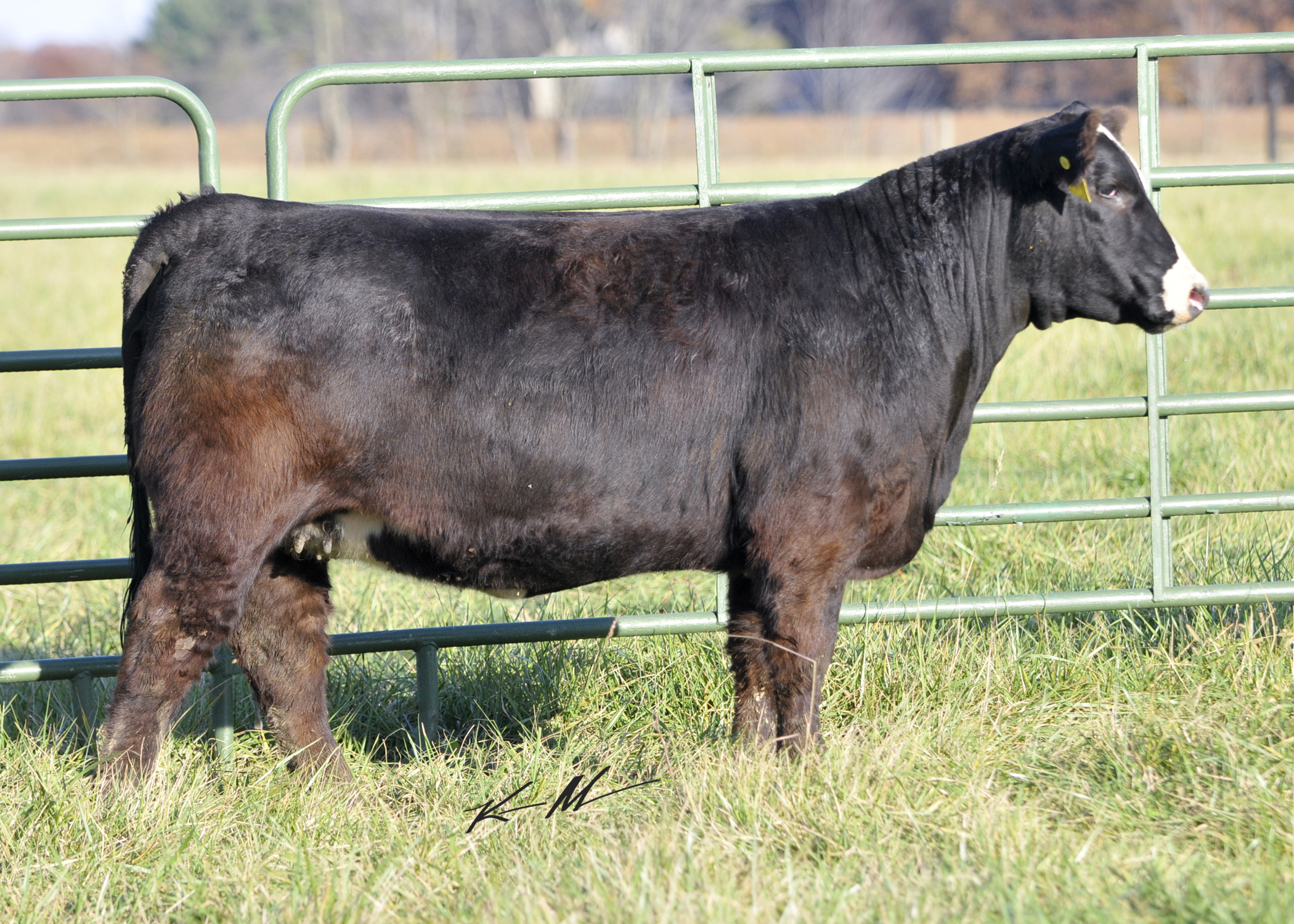 Season Finale on Dec.21 in Hillsboro, Oh. Selling this I-80 bred cow ...