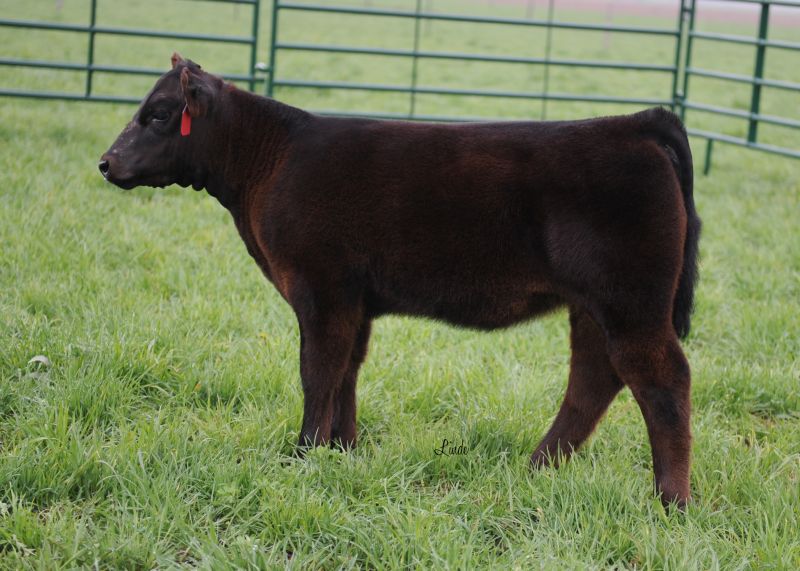 Miller Family Show Cattle | Lot 4 | I-80| I- | Lautner Farms