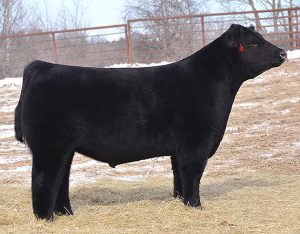 Sires | Lautner Farms