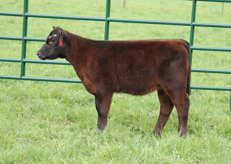 Miller Family Show Cattle | Lot 8 | Lautner Farms