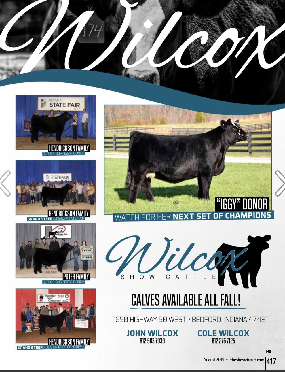 Wilcox Show Cattle | Calves available all fall | Lautner Farms