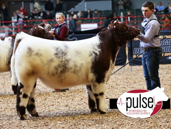 Iowa Beef Expo | Shorthorn Steers | Lautner Farms