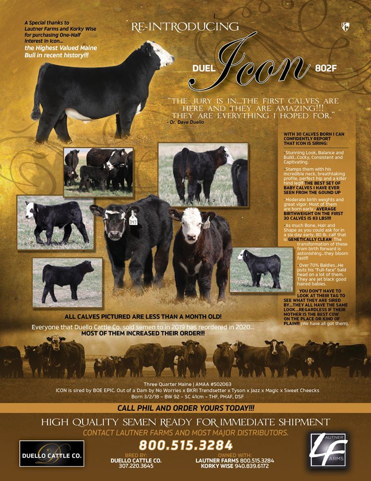 Icon 1st Calf Reports Icon Semen Available Today Call 800 515 3284 Lautner Farms