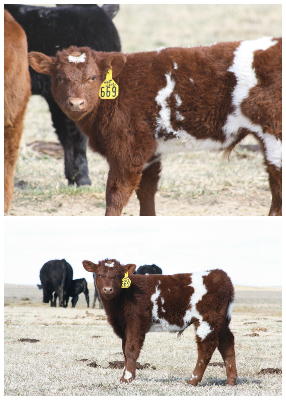 heat-wave-calf-from-burch-livestock-lautner-farms