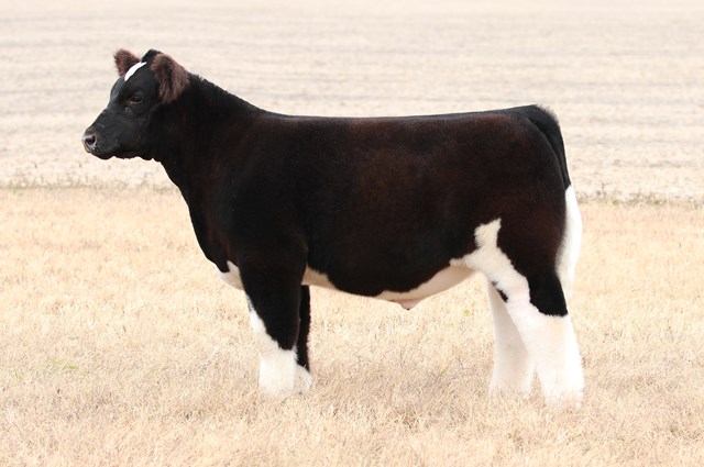 Wednesday, October 30, 2019 – Minnaert Show Cattle & England Show Stock ...