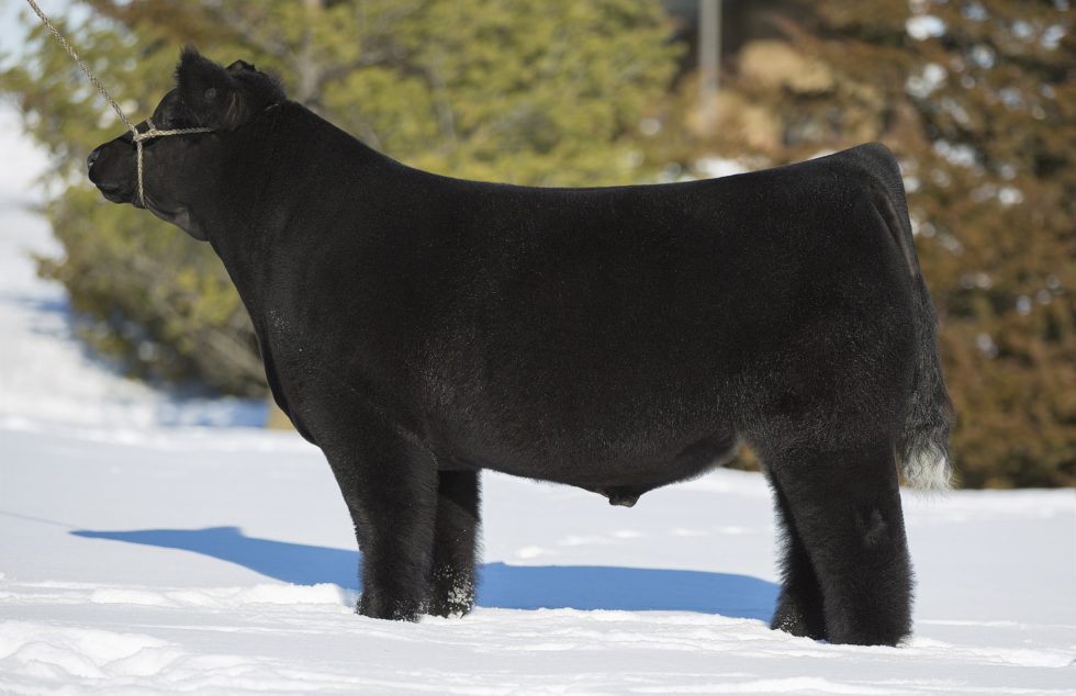 loaded-for-bear-lautner-farms