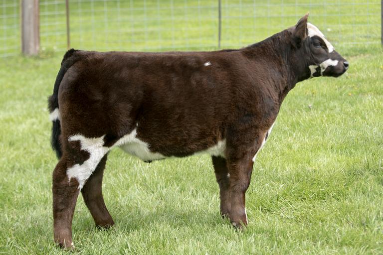 Hatfield Cattle Online Sale – OhioStarts: Apr 28, 2021 | Ends: Apr 28 ...