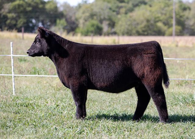 Tuesday, October 5, 2021 Sc Online Sales- Ulerick Cattle Company & Jeff 