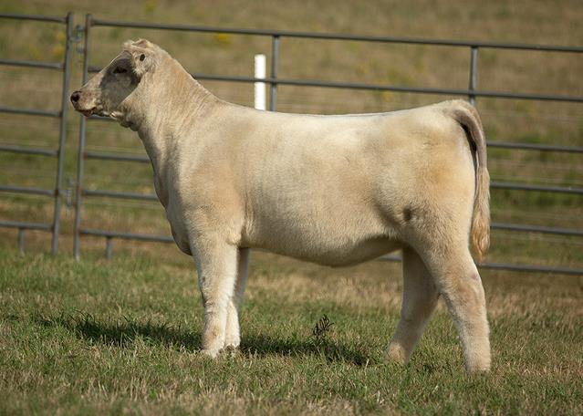 Tuesday, September 22, 2020 – Circle B Livestock Sale – NE | Lautner Farms