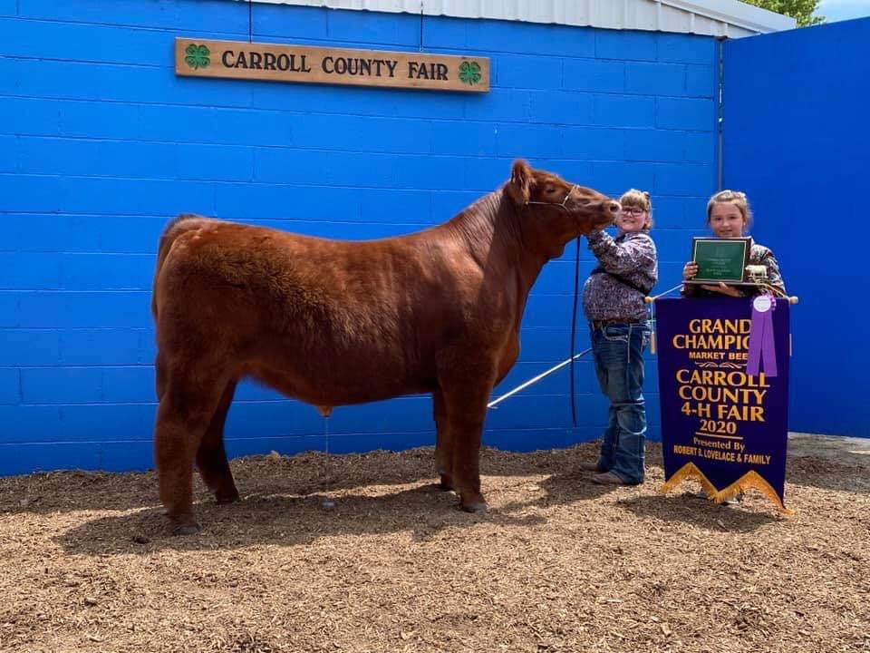 Champion Market Animal Carroll County (Indiana) Fair Sired by MAB