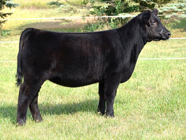 Monday, September 21, 2020 – Powell Cattle Co. “Whatever It Takes” Sale ...