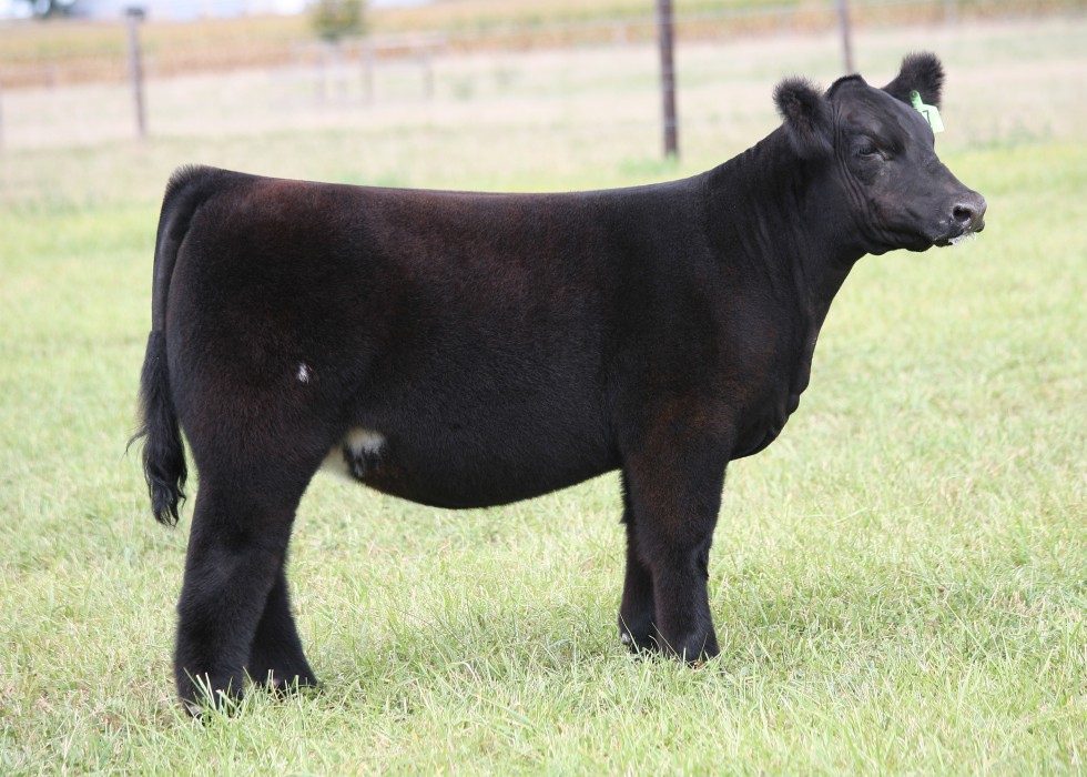 Gray Show Cattle Bid Off Ends Sunday, October 6 | Lautner Farms