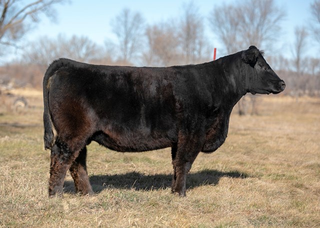 Thursday, December 5, 2019 – Flying A Show Cattle Bred Female Sale – NE ...