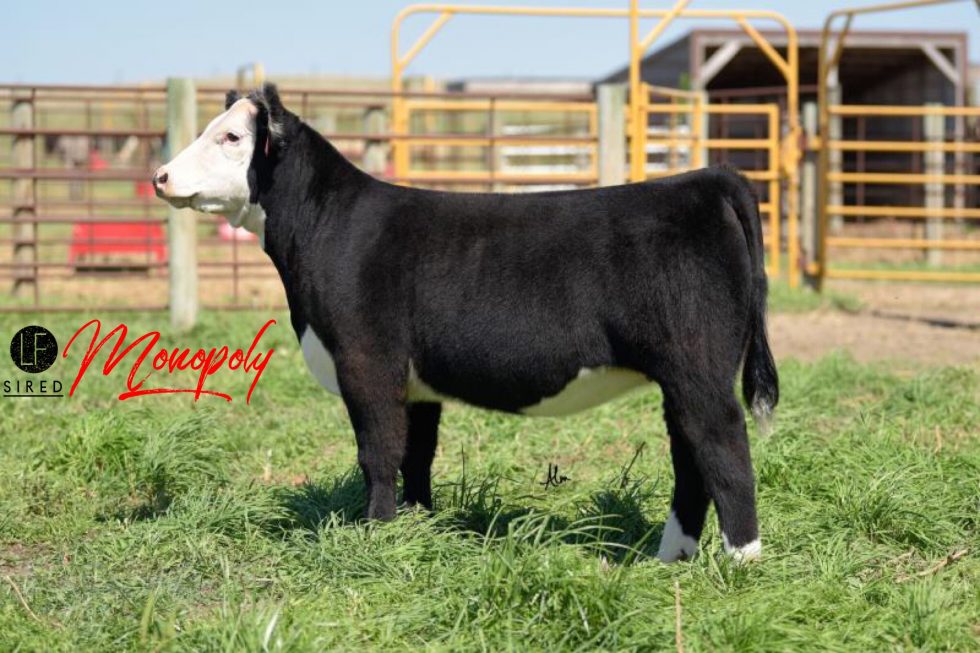 Bidding is open for RB Angus & Show Cattle TODAY on CW Cattle Sales ...