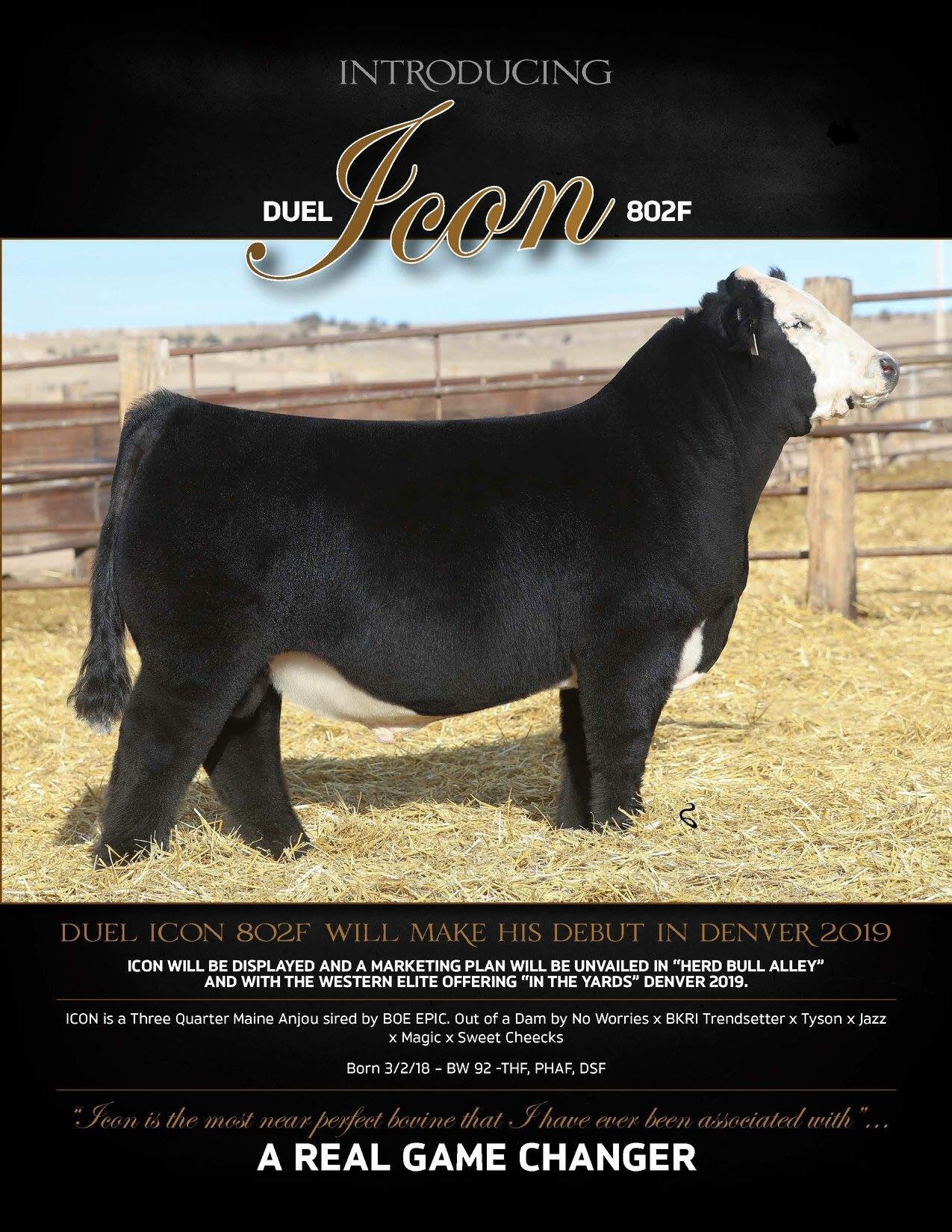 Icon Has Been Added To The New For 19 Lautner Farms Line Up Icon Is The Most Perfect Bovine I Have Ever Been Associated With Dave Duello This Sire Will Be A