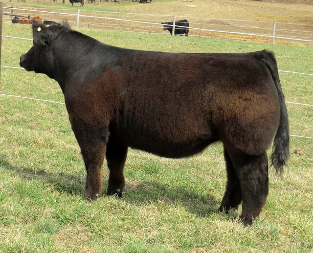 Bremer’s high class steer & Heifer sale | Lautner Farms