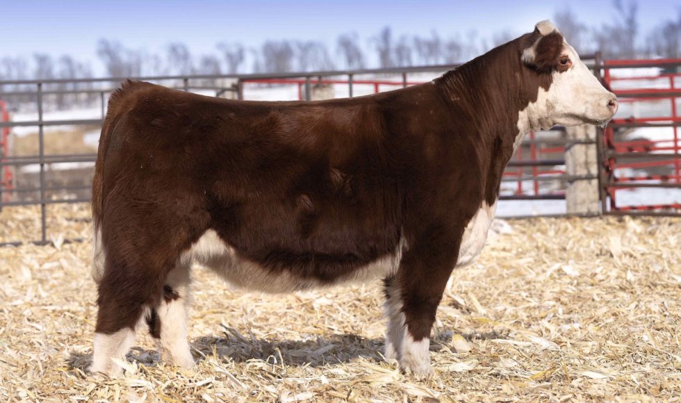 Thompson Show Steer sells bred Battle Cry heifer for $9,500 :: Battle ...